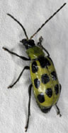 This garden pest is the Spotted Cucumber Beetle