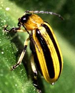 This garden pest is the Striped Cucumber Beetle