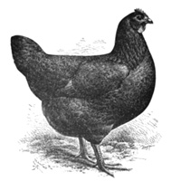 Java Chickens