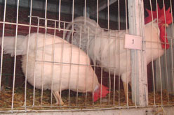 White Leghorn Chickens