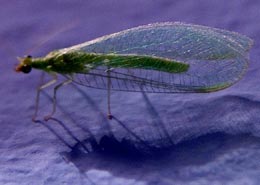 Lacewing larvae are voracious aphid eaters