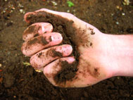 What is living soil?