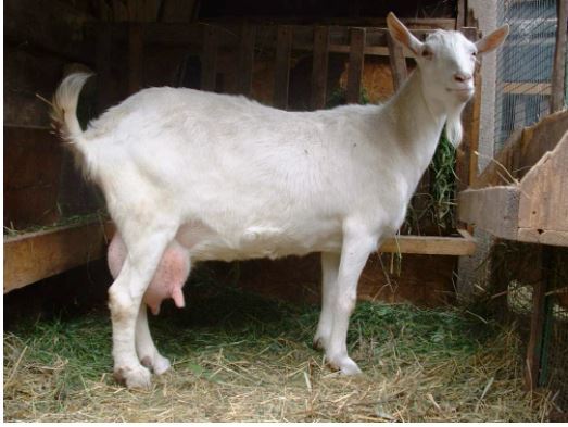 goat or cow